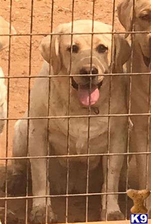 rufflabs Picture 2